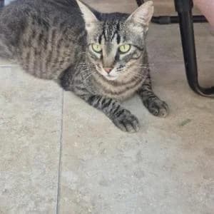 Tecla, male Mixed Breed for adoption at SVPAP Valencia, Valencia