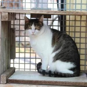 Lirio, male senior Mixed Breed for adoption at SVPAP Valencia, Valencia