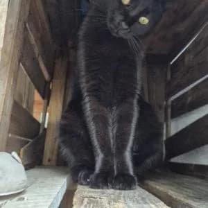 Mily (negra), female 4yo Mixed Breed for adoption at SVPAP Valencia, Valencia