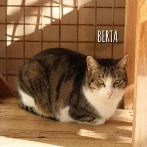 Berta, female Mixed Breed for adoption at SVPAP Valencia, Valencia