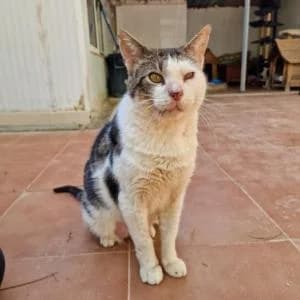 Reti, male Mixed Breed for adoption at SVPAP Valencia, Valencia