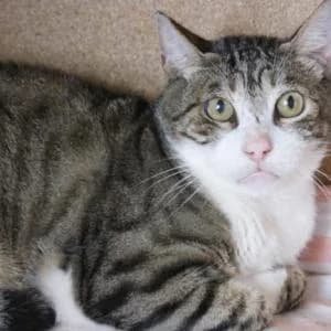 Tigrillo, male Mixed Breed for adoption at SVPAP Valencia, Valencia