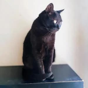 Mocoso, male Mixed Breed for adoption at SVPAP Valencia, Valencia