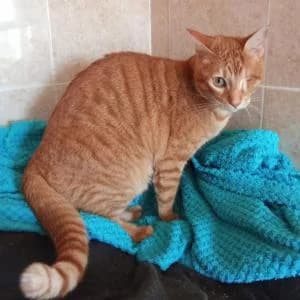 Dani, male 3yo Mixed Breed for adoption at SVPAP Valencia, Valencia