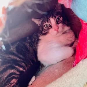 Bart, male Mixed Breed for adoption at SVPAP Valencia, Valencia