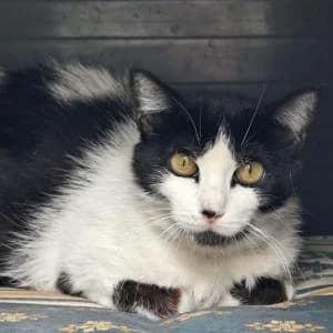 Blanki, female Mixed Breed for adoption at SVPAP Valencia, Valencia