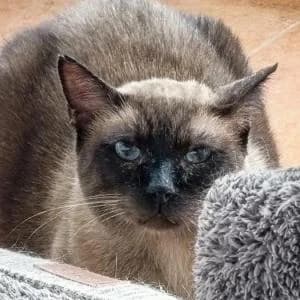 Vasco, male Mixed Breed for adoption at SVPAP Valencia, Valencia