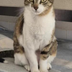 Nandita, female Mixed Breed for adoption at SVPAP Valencia, Valencia