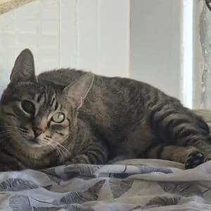 Nara, female Mixed Breed for adoption at SVPAP Valencia, Valencia