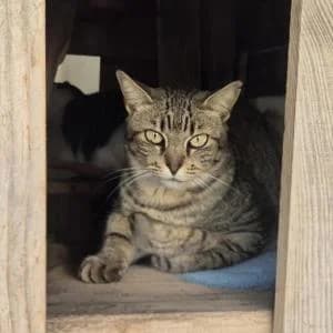 Belinda, female Mixed Breed for adoption at SVPAP Valencia, Valencia