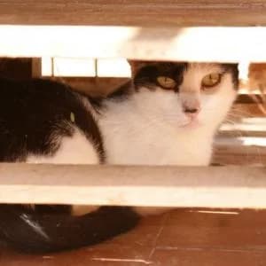 Runa, female Mixed Breed for adoption at SVPAP Valencia, Valencia