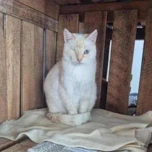 Flaca, female Mixed Breed for adoption at SVPAP Valencia, Valencia