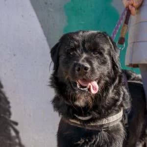 Carbón, male Mixed Breed for adoption at SVPAP Valencia, Valencia
