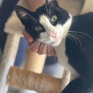 Batman, male 7yo Mixed Breed for adoption at SVPAP Valencia, Valencia