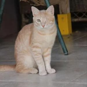 Hummus, male young Mixed Breed for adoption at SVPAP Valencia, Valencia