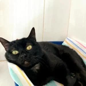 Mango, male young Mixed Breed for adoption at SVPAP Valencia, Valencia