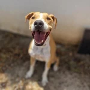 Aladin, male Mixed Breed for adoption at SVPAP Valencia, Valencia