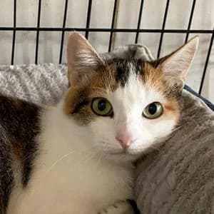 Eduvina, female young Mixed Breed for adoption at SVPAP Valencia, Valencia
