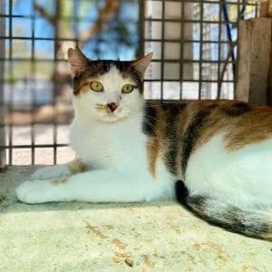 Quintina, female young Mixed Breed for adoption at SVPAP Valencia, Valencia