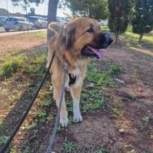 Lía, female Mixed Breed for adoption at SVPAP Valencia, Valencia