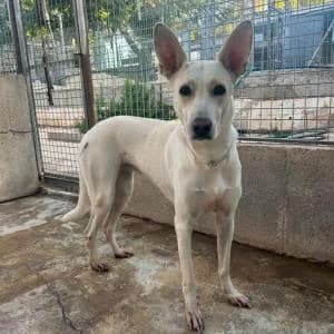 Nika, female 5yo Mixed Breed for adoption at SVPAP Valencia, Valencia
