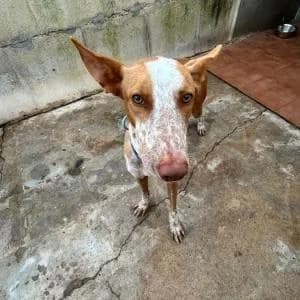 Paco, male Mixed Breed for adoption at SVPAP Valencia, Valencia