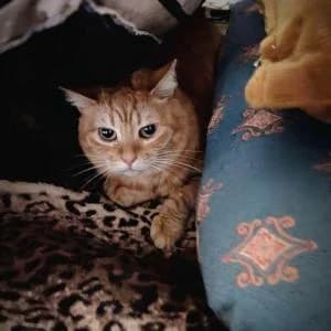Mandarina, female 4yo Mixed Breed for adoption at SVPAP Valencia, Valencia