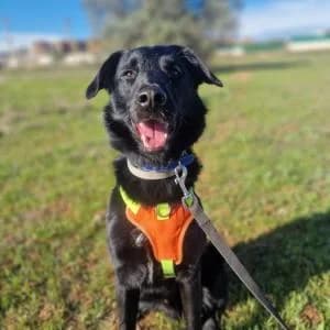 Pipón, male Mixed Breed for adoption at SVPAP Valencia, Valencia