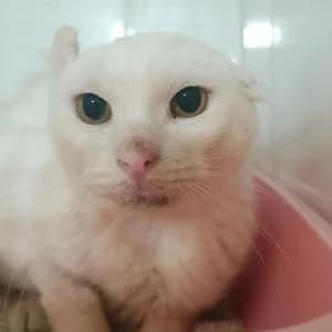 Blancuchina, female senior Mixed Breed for adoption at SVPAP Valencia, Valencia