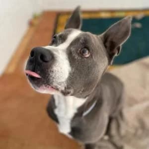 Lolo, male Mixed Breed for adoption at SVPAP Valencia, Valencia