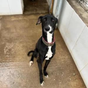 Gitano, male Mixed Breed for adoption at SVPAP Valencia, Valencia