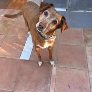 Milú, male Mixed Breed for adoption at SVPAP Valencia, Valencia