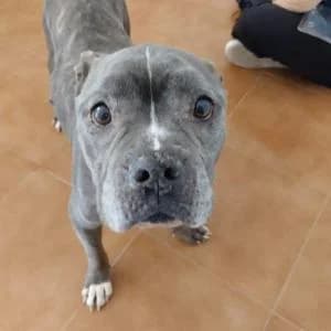 Bulma, female Mixed Breed for adoption at SVPAP Valencia, Valencia