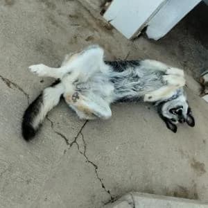 Kees, male Mixed Breed for adoption at SVPAP Valencia, Valencia