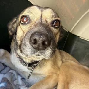 Olivia, female young Mixed Breed for adoption at SVPAP Valencia, Valencia