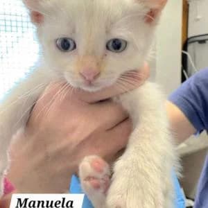Manuela, female Mixed Breed for adoption at SVPAP Valencia, Valencia