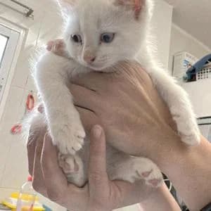 Manuel, male Mixed Breed for adoption at SVPAP Valencia, Valencia