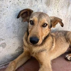Patata, male Mixed Breed for adoption at SVPAP Valencia, Valencia