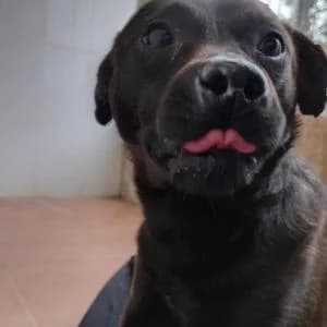 Churrillo, male Mixed Breed for adoption at SVPAP Valencia, Valencia