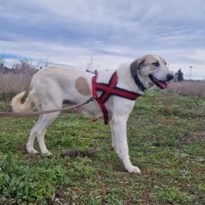 Luna María, female young Mixed Breed for adoption at SVPAP Valencia, Valencia
