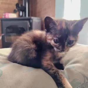 Maya, female Mixed Breed for adoption at SVPAP Valencia, Valencia