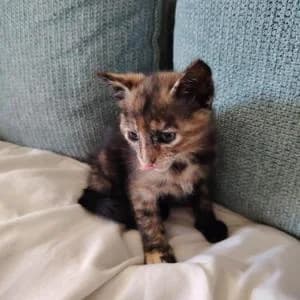 Milka, female Mixed Breed for adoption at SVPAP Valencia, Valencia