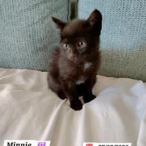 Minnie, female Mixed Breed for adoption at SVPAP Valencia, Valencia
