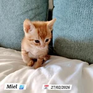 Miel, male Mixed Breed for adoption at SVPAP Valencia, Valencia