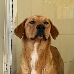 Limón, male young Mixed Breed for adoption at SVPAP Valencia, Valencia