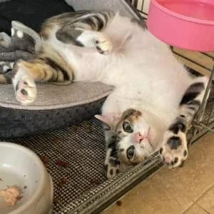Farton, male puppy Mixed Breed for adoption at SVPAP Valencia, Valencia