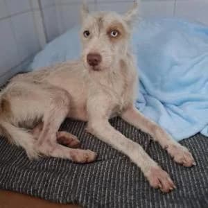 China, female 3yo Mixed Breed for adoption at SVPAP Valencia, Valencia