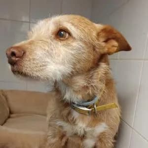 Rubio, male senior Mixed Breed for adoption at SVPAP Valencia, Valencia