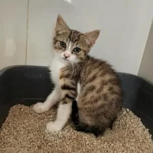 Horchata, female puppy Mixed Breed for adoption at SVPAP Valencia, Valencia