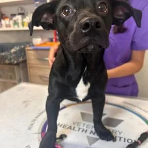 Noa, female young Mixed Breed for adoption at SVPAP Valencia, Valencia